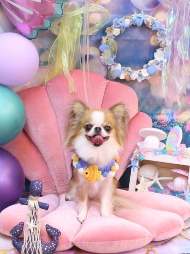 20240811プリューくん